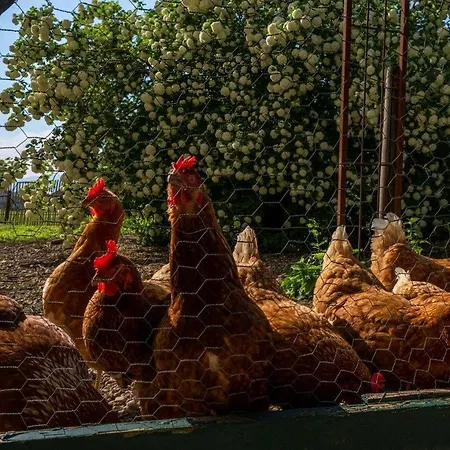 Gutshof Bartl 1 Daire Klagenfurt am Woerthersee